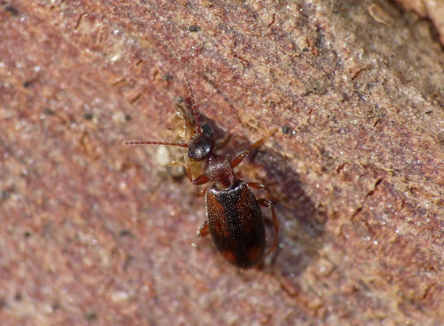 Anthicidae: Cordicomus instabilis